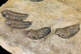 Plate Of Nine Sokhretia? Trilobites - Erfoud, Morocco #130412-3